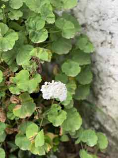 白色花花瓣阀杆