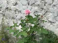 玫瑰布什粉红色的玫瑰花灰色的墙