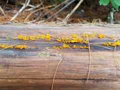 黄色的真菌日益增长的日志