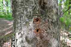 啄木鸟孔树棕色（的）剥树皮
