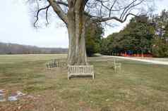 木板凳上椅子树草