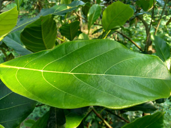 绿色杰克水果叶子自然背景杰克水果杰克树面包果异叶植物菠萝蜜物种树无花果桑面包果家庭桑科