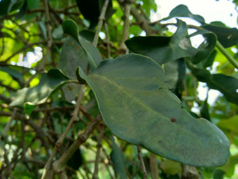 绿色杰克水果叶子自然背景杰克水果杰克树面包果异叶植物菠萝蜜物种树无花果桑面包果家庭桑科