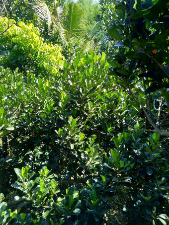 绿色杰克水果叶子自然背景杰克水果杰克树面包果异叶植物菠萝蜜物<strong>种树</strong>无花果桑面包果家庭桑科
