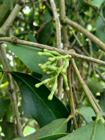 绿色杰克水果叶子自然背景杰克水果杰克树面包果异叶植物菠萝蜜物种树无花果桑面包果家庭桑科