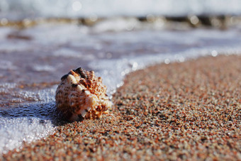 海贝壳海滩桑迪海滩波夏天假期概念假期海