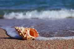 海贝壳海滩桑迪海滩波夏天假期概念假期海