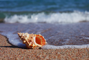 海贝壳海滩桑迪海滩波夏天假期概念假期海