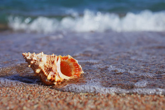 海贝壳海滩桑迪海滩波夏天假期概念假期海