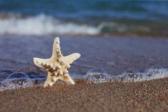 海星海滩桑迪海滩波夏天假期概念假期海