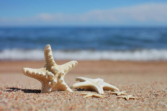 海星海滩桑迪海滩波夏天假期概念假期海