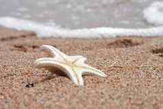 海星海滩桑迪海滩波夏天假期概念假期海