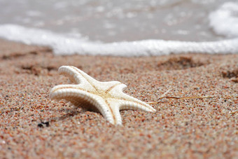 海星海滩桑迪海滩波夏天假期概念假期海
