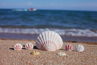 海贝壳海滩桑迪海滩波夏天假期概念假期海