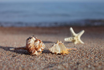 海贝壳海星海滩桑迪海滩波夏天假期概念假期海