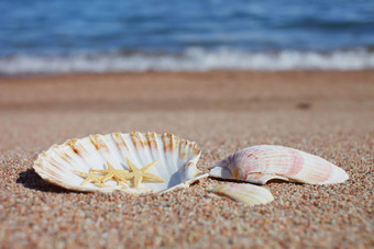 海贝壳海星海滩桑迪海滩波夏天假期概念假期海