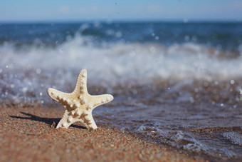 海星海滩桑迪海滩波夏天假期概念假期海