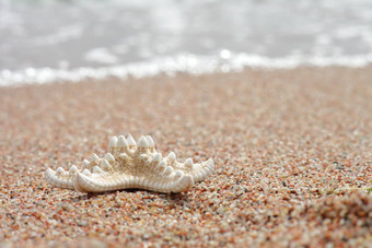 海星海滩桑迪海滩波夏天假期概念假期海