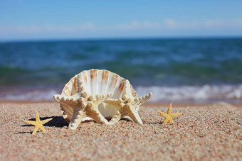 海贝壳海星海滩桑迪海滩波夏天假期概念假期海