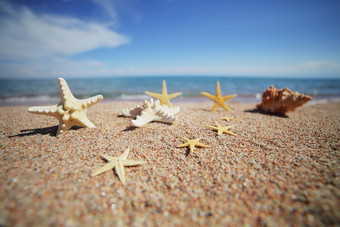 海贝壳海星海滩桑迪海滩波夏天假期概念假期海