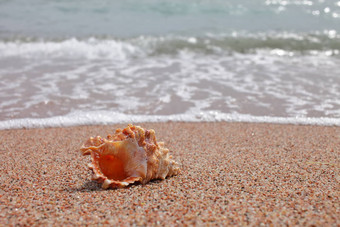 海贝壳海滩桑迪海滩波夏天假期概念假期海