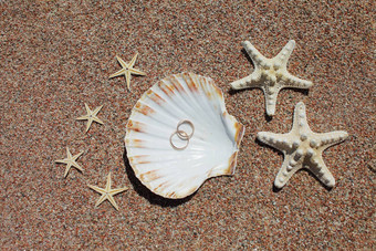 海贝壳海星婚礼环海滩夏天假期概念家庭假期海