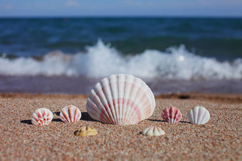 海贝壳海滩桑迪海滩波夏天假期概念假期海