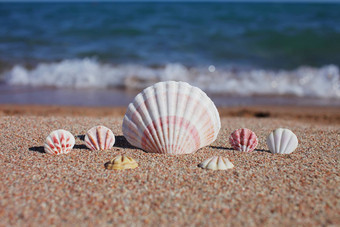 海贝壳海滩桑迪海滩波夏天假期概念假期海