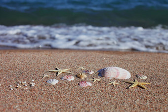 海贝壳海星海滩桑迪海滩波夏天假期概念假期海