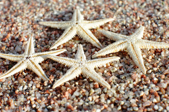 海星海滩桑迪海滩波夏天假期概念假期海