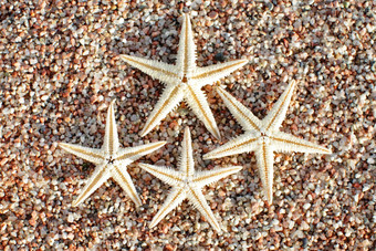 海星海滩桑迪海滩波夏天假期概念假期海