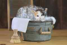 小猫浴缸泡沫