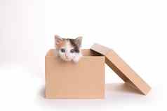 可爱的印花棉布的小猫盒子白色背景