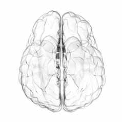 人类大脑玻璃效果白色背景