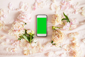 前视图框架干粉红色的牡丹花瓣白色智能手机
