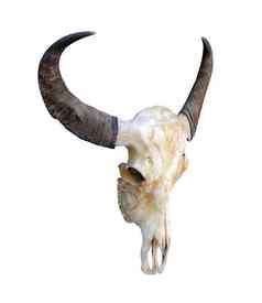 牛头骨头牛头骨角孤立的白色背景头骨角