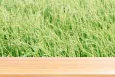 木板材模糊大米种植园背景绿色空木表格地板场大米植物帕迪农场木表格董事会空前面大米植物模拟显示产品大米