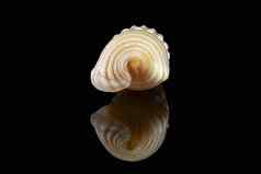 殊角蜗牛海贝黑色的背景