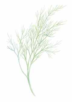新鲜的茴香孤立的白色背景绿色莳萝水彩插图现实的植物艺术手画素食者成分标志包装打印有机食物市场商店商店
