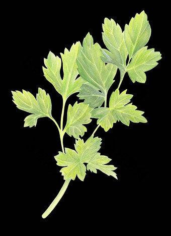 绿色欧芹叶子孤立的黑色的背景新鲜的有机食物成分手画水彩插图现实的植物艺术标志包装打印有机食物市场商店