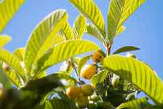 集团成熟的枇杷水果树叶子背景蓝色的天空