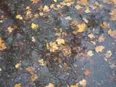 棕色（的）叶子水纹理背景