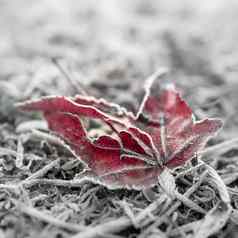 冻红色的叶散景