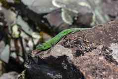 蜥蜴爬行石头山绿色爬行动物