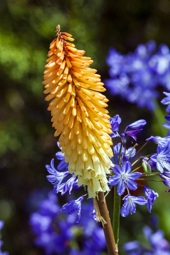 kniphofia’tubergeniana’