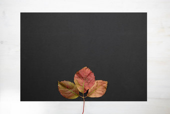 秋天平躺复制空间前视图下降维吉尼亚州爬虫parthenocissusquinquefolia离开黑色的复制空间木背景