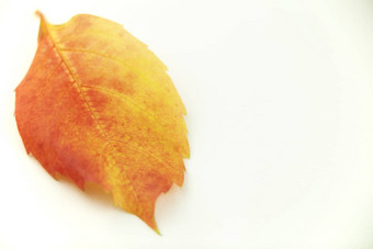 秋天橙色角视图关闭维吉尼亚州爬虫parthenocissusquinquefolia叶阴影红色的橙色白色背景
