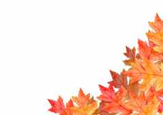 框架红色的叶子秋天概念孤立的白色背景平躺前视图复制空间