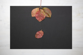 秋天平躺复制空间前视图下降维吉尼亚州爬虫parthenocissusquinquefolia离开黑色的复制空间木背景