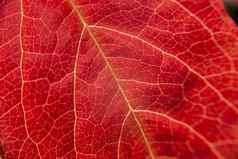 秋天橙色宏特写镜头视图红色的维吉尼亚州爬虫parthenocissusquinquefolia叶前景静脉